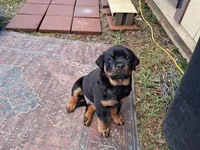 Diamond, a male Rottweiler for sale in Raeford, NC – Photo 1 of 2