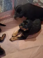 Ozzy, a male Rottweiler for sale in Raeford, NC – 1 of 1