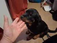 Ozzy, a male Rottweiler for sale in Raeford, NC – 2 of 2