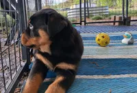 Ebenezer , a male Rottweiler for sale in Raeford, NC – Photo 2 of 2