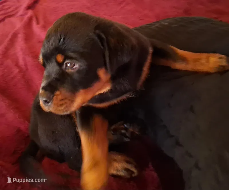 Ebenezer  – Rottweiler puppy for sale in Raeford, NC