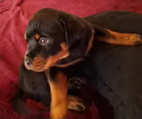 Ebenezer , a male Rottweiler for sale in Raeford, NC – Photo 1 of 2