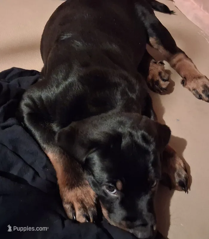 Baby – Rottweiler puppy for sale in Raeford, NC