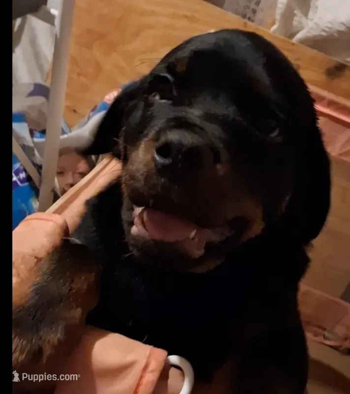 Baby – Rottweiler puppy for sale in Raeford, NC