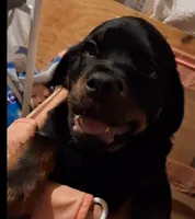 Baby, a female Rottweiler for sale in Raeford, NC – 1 of 2