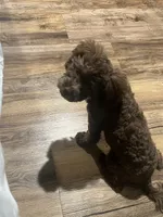 Coconut , a male Shihpoo for sale in Milwaukee, WI – 3 of 7