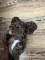 Coconut , a male Shihpoo for sale in Milwaukee, WI – 4 of 7