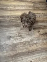 Coconut , a male Shihpoo for sale in Milwaukee, WI – 7 of 7