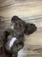 Coconut , a male Shihpoo for sale in Milwaukee, WI – 6 of 7