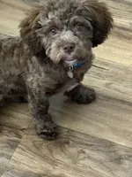 Coconut , a male Shihpoo for sale in Milwaukee, WI – 2 of 7