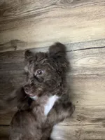Coconut , a male Shihpoo for sale in Milwaukee, WI – 5 of 7