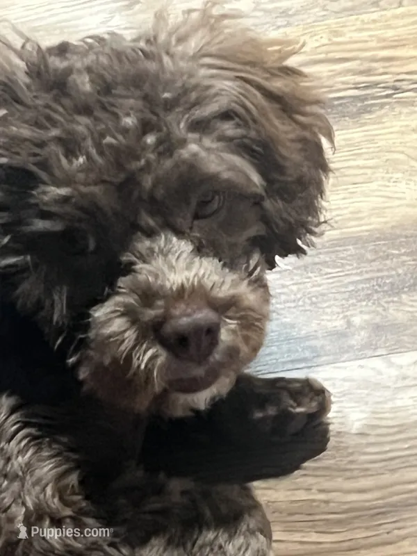 Coconut  – Shihpoo puppy for sale in Milwaukee, WI