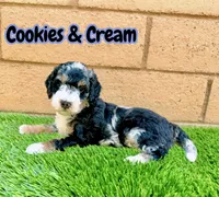 Cookies & Crunch , a female Miniature Bernedoodle for sale in Menifee, CA – 5 of 10
