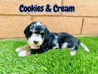 Cookies & Crunch , a female Miniature Bernedoodle for sale in Menifee, CA – 9 of 10