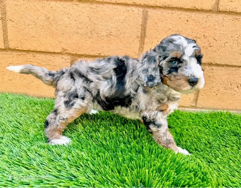 Cookie Crunch  – Miniature Bernedoodle puppy for sale in Menifee, CA