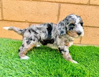 Cookie Crunch , a female Miniature Bernedoodle for sale in Menifee, CA – 1 of 6