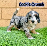 Cookie Crunch , a female Miniature Bernedoodle for sale in Menifee, CA – 4 of 6