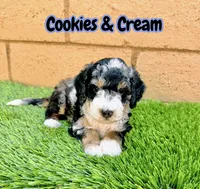 Cookies & Crunch , a female Miniature Bernedoodle for sale in Menifee, CA – 2 of 10