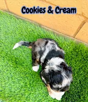 Cookies & Crunch , a female Miniature Bernedoodle for sale in Menifee, CA – 3 of 10