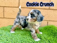 Cookie Crunch , a female Miniature Bernedoodle for sale in Menifee, CA – 3 of 6