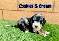 Cookies & Crunch , a female Miniature Bernedoodle for sale in Menifee, CA – 8 of 10