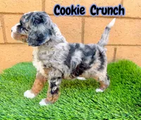 Cookie Crunch , a female Miniature Bernedoodle for sale in Menifee, CA – 2 of 6