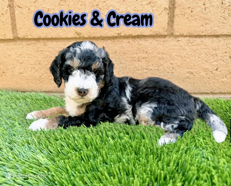 Cookies & Crunch  – Miniature Bernedoodle puppy for sale in Menifee, CA