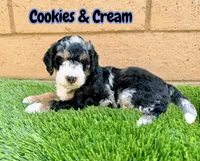 Cookies & Crunch , a female Miniature Bernedoodle for sale in Menifee, CA – 1 of 10
