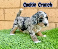 Cookie Crunch , a female Miniature Bernedoodle for sale in Menifee, CA – 6 of 6