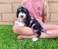 Cookies & Crunch , a female Miniature Bernedoodle for sale in Menifee, CA – 10 of 10