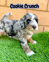 Cookie Crunch , a female Miniature Bernedoodle for sale in Menifee, CA – 5 of 6