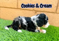 Cookies & Crunch , a female Miniature Bernedoodle for sale in Menifee, CA – 7 of 10