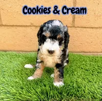 Cookies & Crunch , a female Miniature Bernedoodle for sale in Menifee, CA – 4 of 10