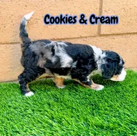 Cookies & Crunch , a female Miniature Bernedoodle for sale in Menifee, CA – 6 of 10