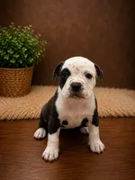 Roxy, a female American Bully for sale in Grand Rapids, MI – 3 of 7
