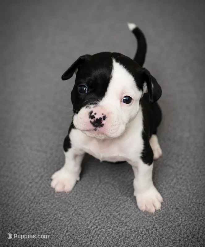 Rosie – American Bully puppy for sale in Lansing, MI