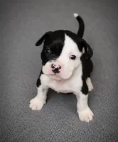 Rosie, a female American Bully for sale in Chicago, IL – 1 of 3