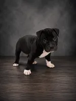 Thor, a male American Bully for sale in Grand Rapids, MI – 6 of 6