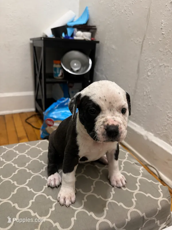 Roxy – American Bully puppy for sale in Chicago, IL