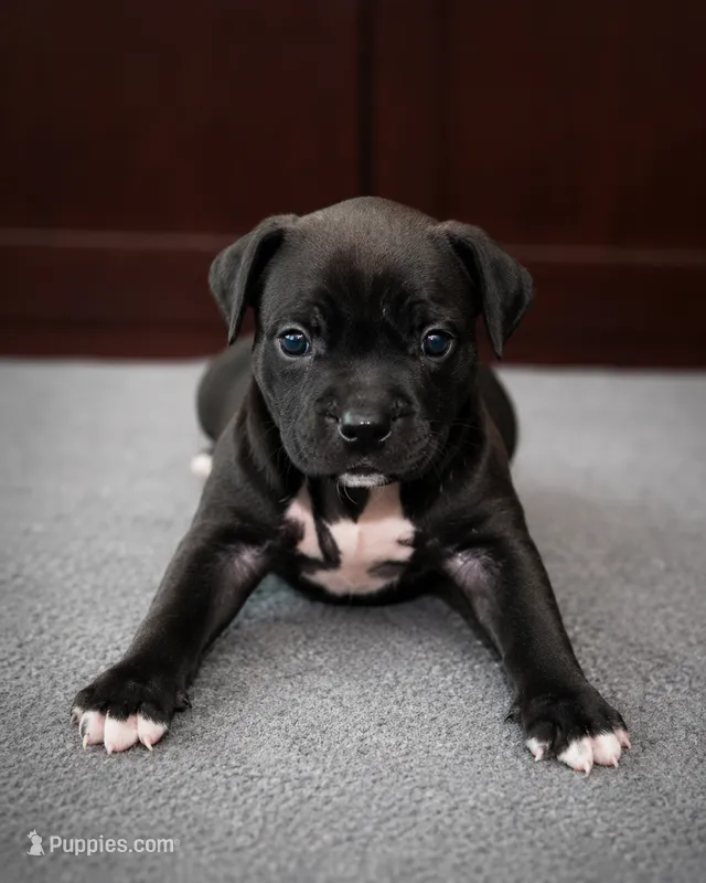 Ke – American Bully puppy for sale in Chicago, IL