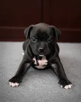 Ke, a female American Bully for sale in Chicago, IL – 1 of 4