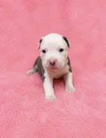 Mollie, a female American Bully for sale in Chicago, IL – 2 of 4
