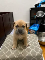 Brownie, a female American Bully for sale in Grand Rapids, MI – 8 of 9