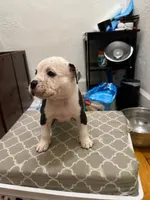 Roxy, a female American Bully for sale in Grand Rapids, MI – 7 of 7