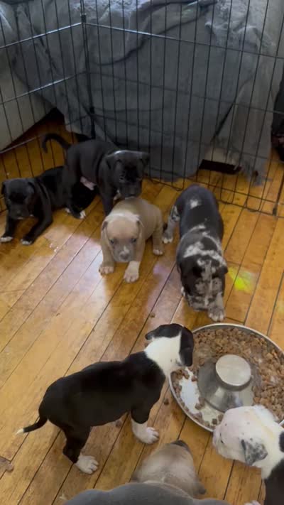 Thor, a male American Bully for sale in Chicago, IL – 3 of 3