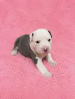 Mollie, a female American Bully for sale in Chicago, IL – 3 of 4