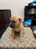 Brownie, a female American Bully for sale in Grand Rapids, MI – 9 of 9