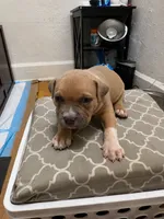 Jazmin, a female American Bully for sale in Grand Rapids, MI – 5 of 8