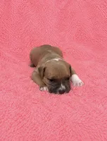 Jazmin, a female American Bully for sale in Chicago, IL – 2 of 3