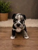 Reacher , a male American Bully for sale in Chicago, IL – 2 of 5